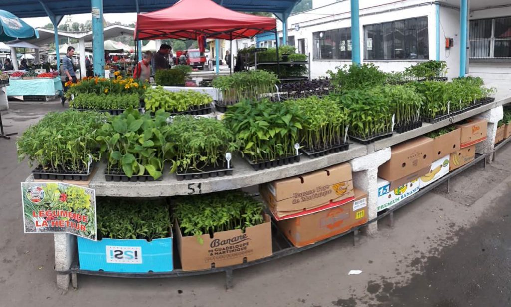 Legume de Hetiur va asteapta in piata angroalimentara din Sighisoara