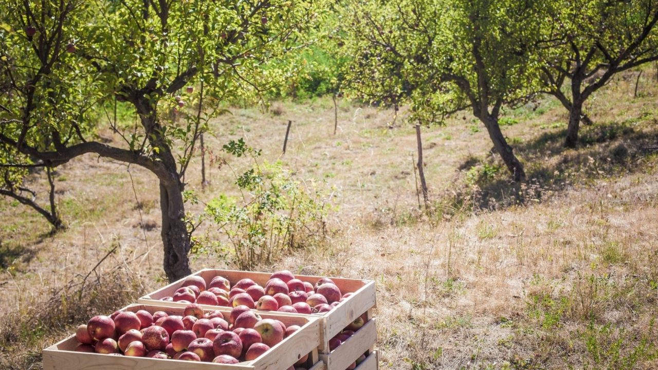 Sărbătoarea Mărului la Mălâncrav